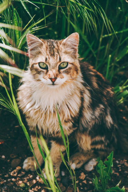 istock Amazing and beautiful cat outdoors 1768547899
