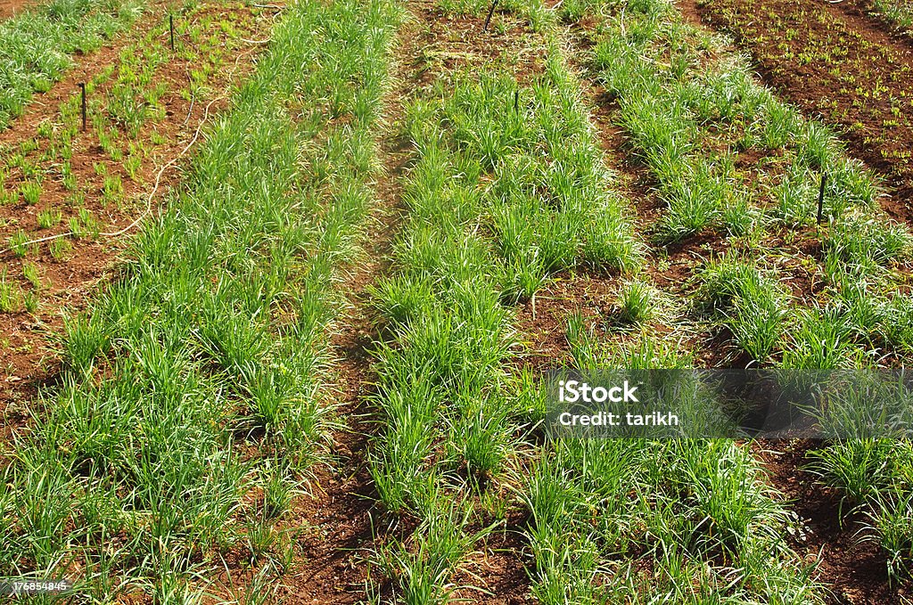 Onion field in Mauritius - Lizenzfrei Erdreich Stock-Foto