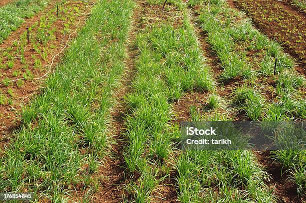 Onion Field In Mauritius Stockfoto und mehr Bilder von Erdreich - Erdreich, Fotografie, Gemüse