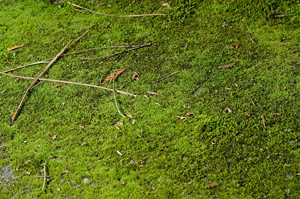 Moss on asphalt stock photo