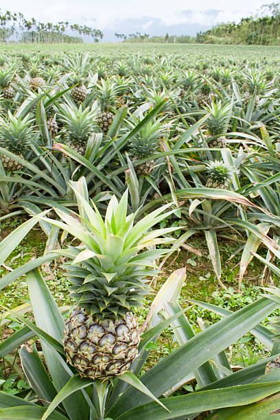 istock tropical pineapple field in asia. 176855074