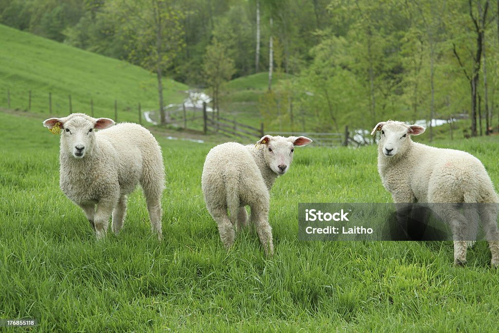 three lambs standing three lambs standing in a field Agricultural Field Stock Photo