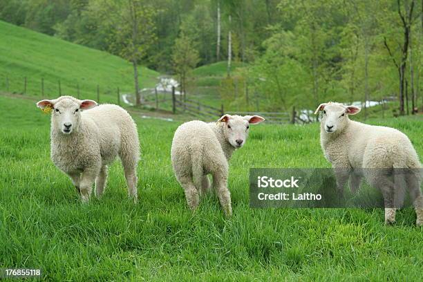 Three Lambs Standing Stock Photo - Download Image Now - Agricultural Field, Agriculture, Animal