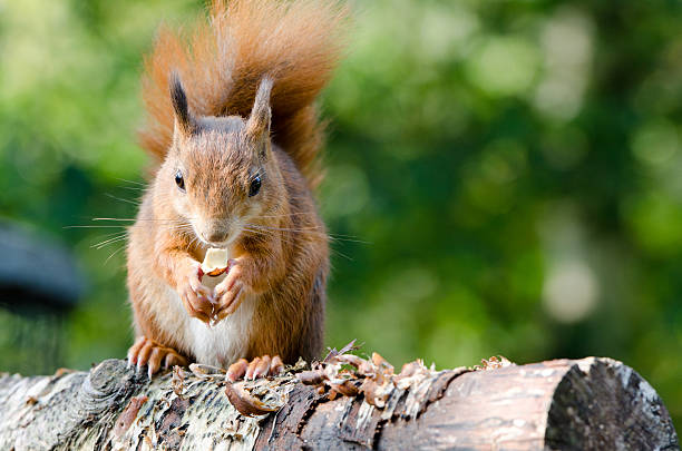 Red squirrel eating a nut stock photo