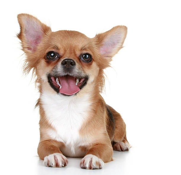 istock Brown long-haired chihuahua puppy 176855500