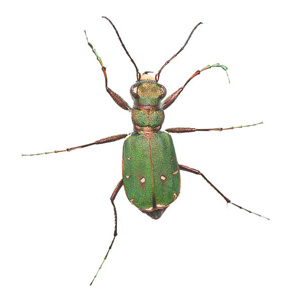 green tiger beetle (cicindela campestris) isolated - 班蝥 圖片 個照片及圖片檔
