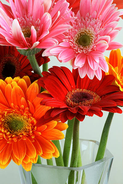 istock African daisy flower close up 176855750