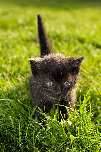 Noir petit chaton dans l'herbe - Photo