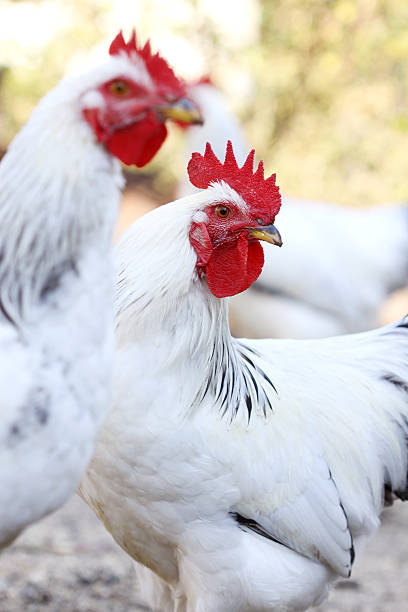 istock rooster on the farm yard 176856088