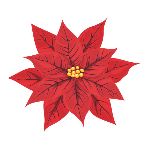 istock Red Christmas or New Year poinsettia flower. 1768561523