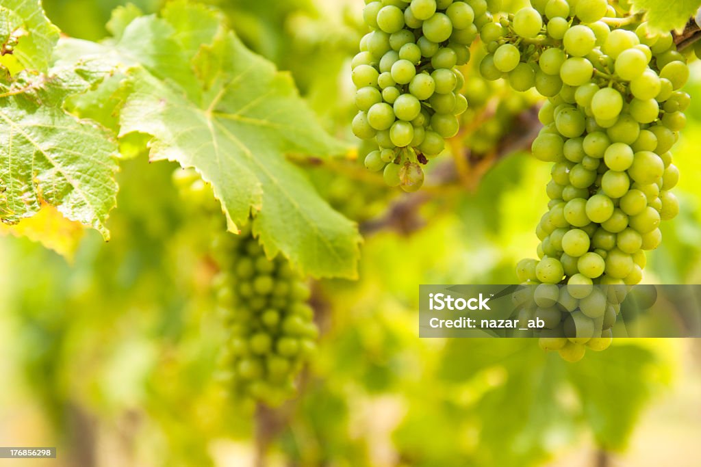 Vineyard Bunch of grapes in a Vineyard Auckland Islands Stock Photo