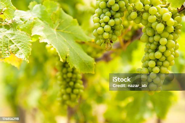 Vineyard Stock Photo - Download Image Now - Auckland Islands, Backgrounds, Food and Drink