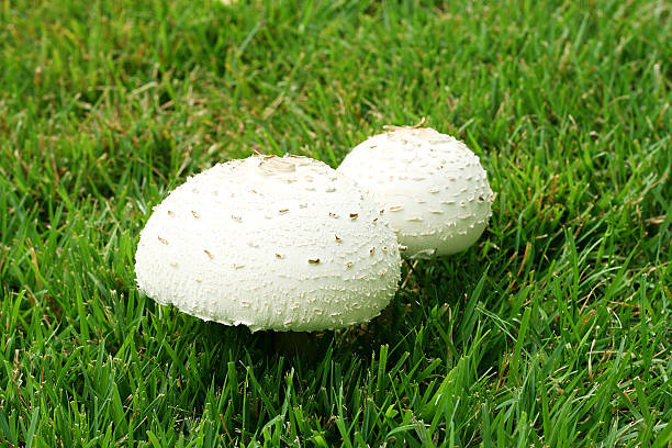 White Mushrooms stock photo