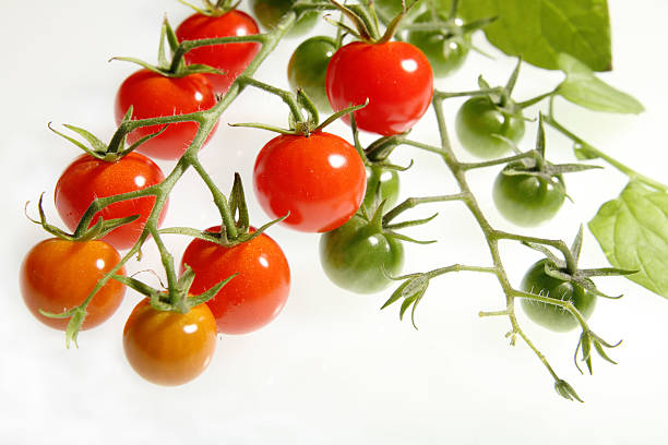 Wiśniowe pomidory winorośli – zdjęcie