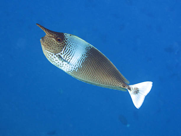 istock Spotted Unicornfish with dark fish in background. 176856780