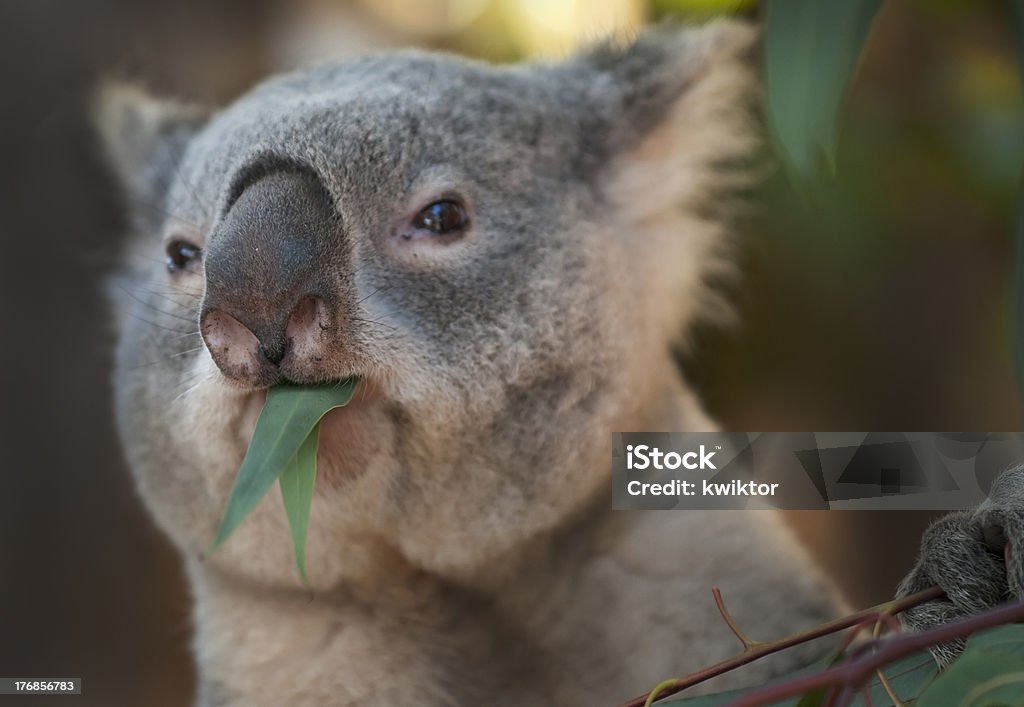 Koala - Photo de Animaux à l'état sauvage libre de droits