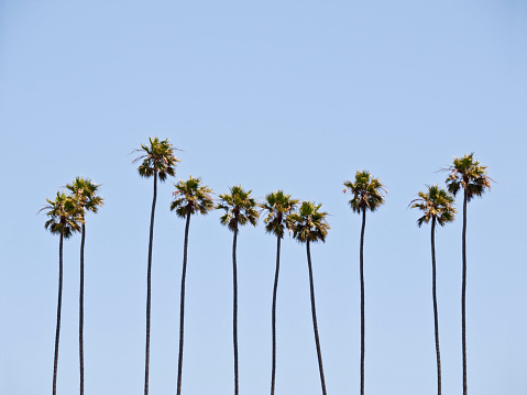 Towering palm trees in front of a clear blue sky