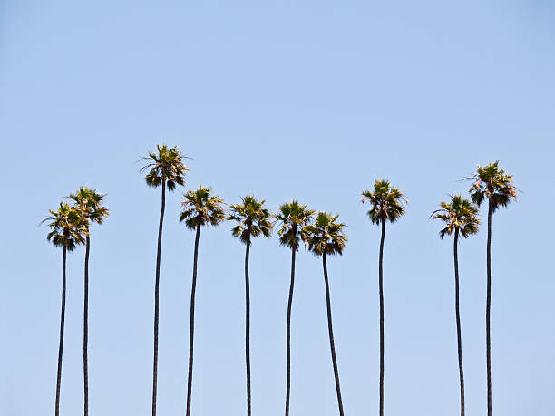 Towering palm trees in front of a clear blue sky stock photo