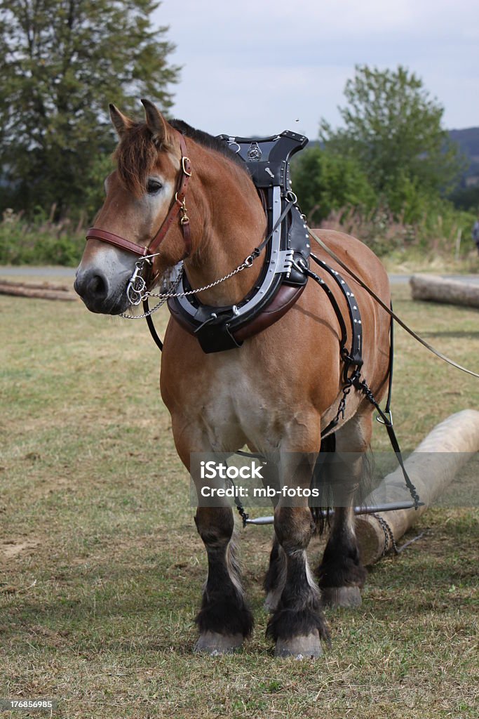 Ardennes horse pulling a tree trunk Agriculture Stock Photo