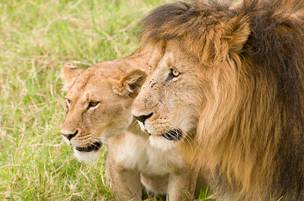 istock couple of lions 176856997