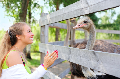 Tourist communicating to an ostrich in the zoo