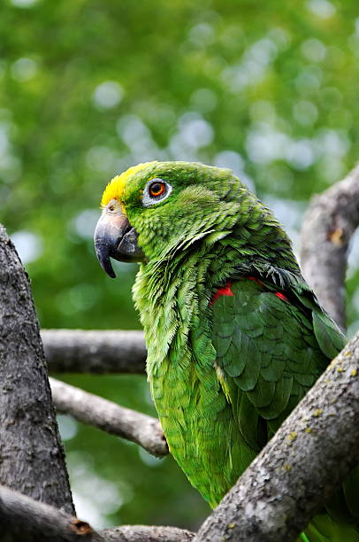 Green parrot stock photo