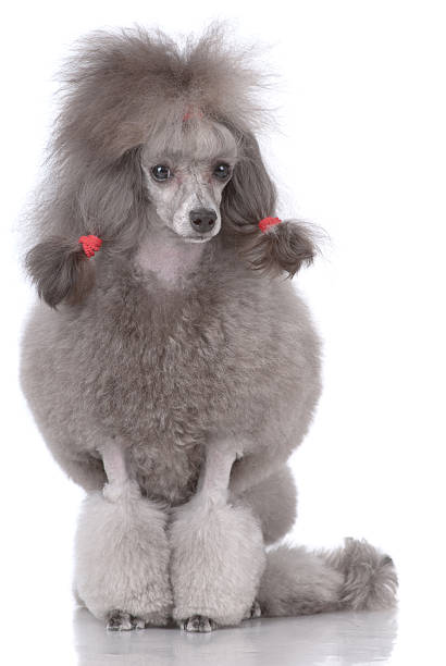 istock Portrait of poodle 176857097
