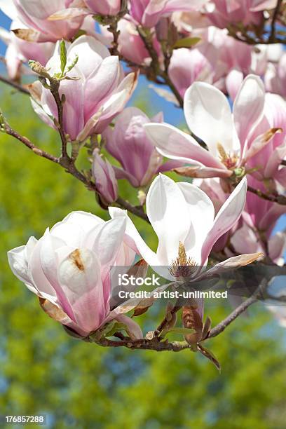 Magnolia Drzewa - zdjęcia stockowe i więcej obrazów Bez ludzi - Bez ludzi, Bliskie zbliżenie, Drzewo