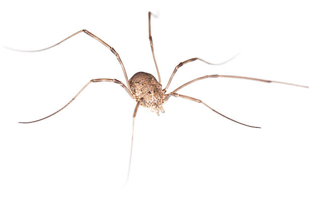 istock Harvestman isolated on white background, macro photo 176857295