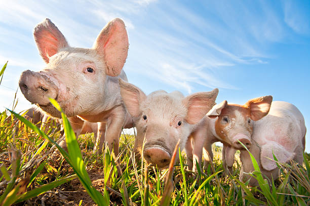 Three small pigs standing on a pigfarm stock photo