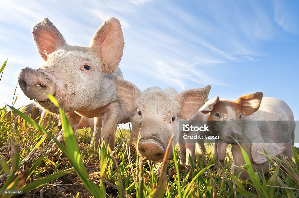 Três porcos pequenos em pé sobre um pigfarm - Royalty-free Porco Foto de stock