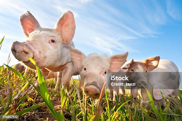 Três Porcos Pequenos Em Pé Sobre Um Pigfarm - Fotografias de stock e mais imagens de Porco - Porco, Quinta, Relva