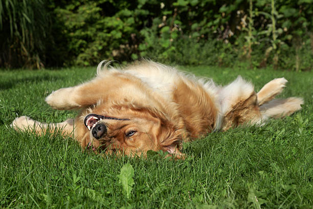 istock Golden Retriever resting on grass 176857679