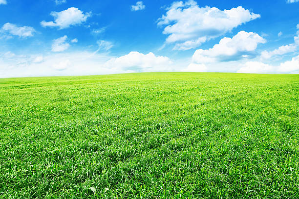 istock Field of grass under blue sky. 176857716