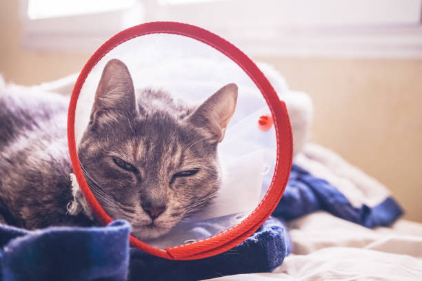 istock Gray cat wearing a protective collar at home after a surgery 1768578473