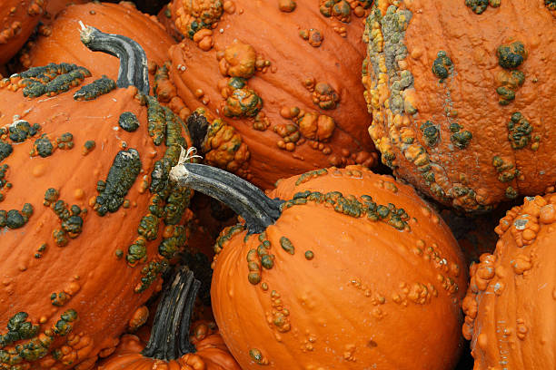 Pumkins - Photo