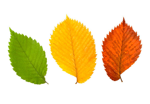 tres hojas de colores diferentes del olmo - elm tree fotografías e imágenes de stock