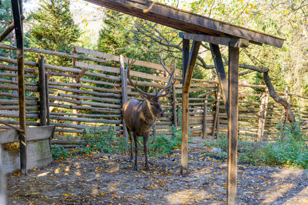 Adult dear in captivity