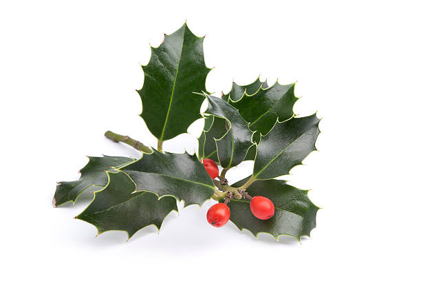 istock Twig of Holly 176858247
