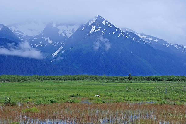 Mountains, marsh, and Trumpeter Swans