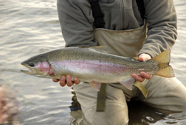 istock Fly fishing 176858296
