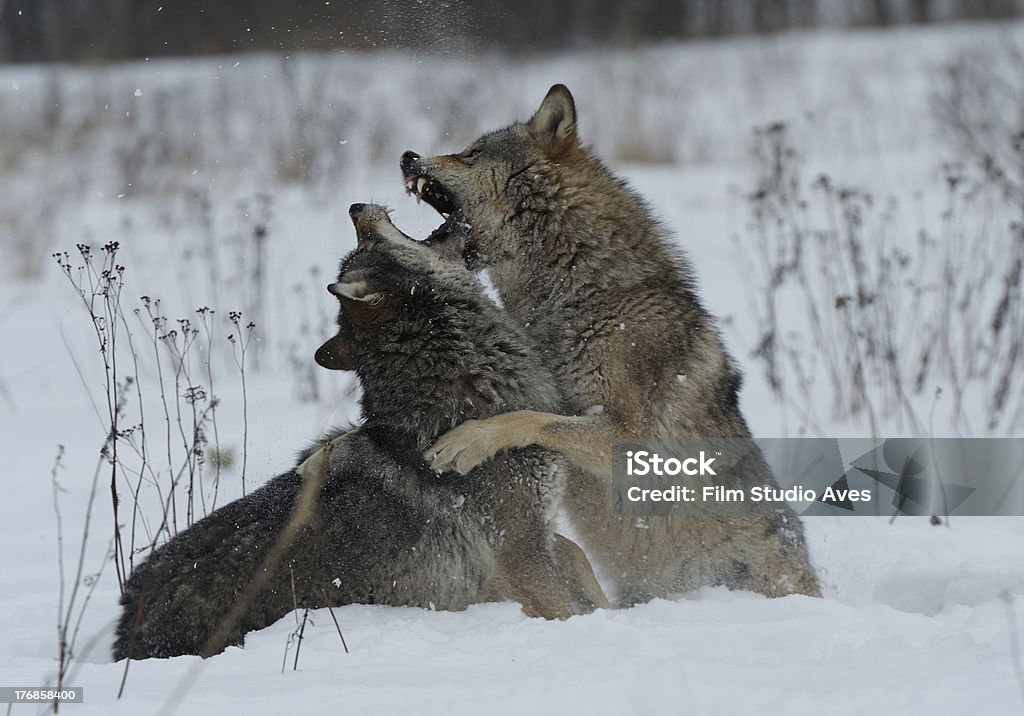 オオカミの戦い - おびえるのロイヤリティフリーストックフォト