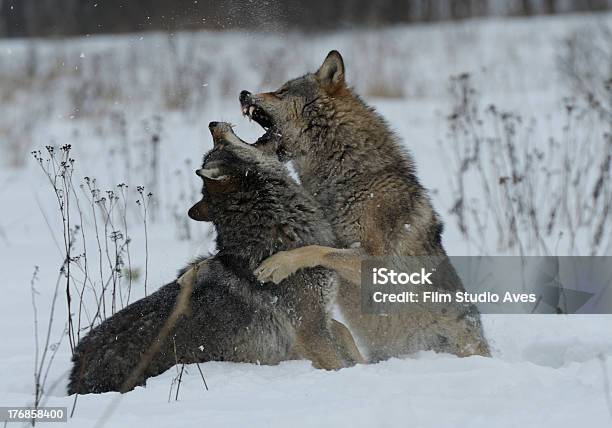 オオカミの戦い - おびえるのストックフォトや画像を多数ご用意 - おびえる, オオカミ, ハイイロオオカミ