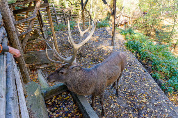 Adult dear in captivity