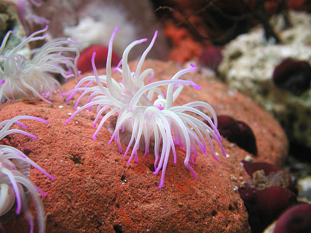 istock Open sea anemone with white tentacles and pink tips 176858582