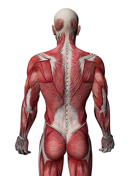 istock Body Muscles - Anatomy Rear View 176858830