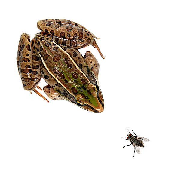 Leopard Frog and fly stock photo