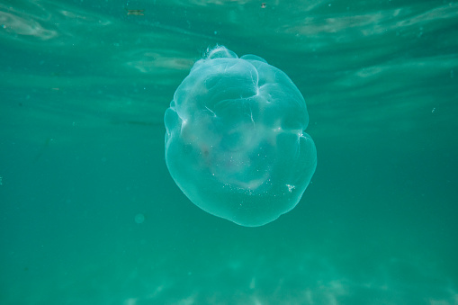 Clear white Jellyfish underwater off the South Cornish coast on a sunny June day.