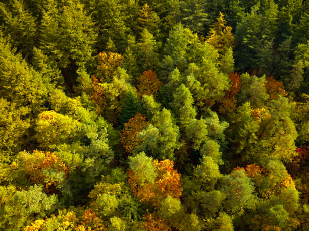 istock Autumn forest with colorful leaves seen from above 1768589280