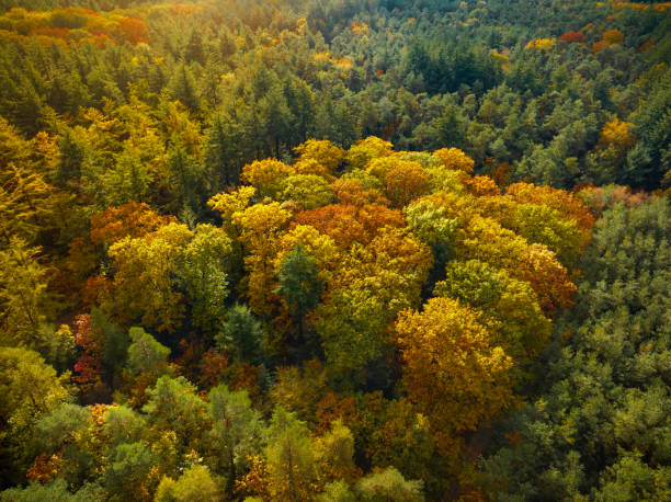 istock Autumn forest with colorful leaves seen from above 1768589837